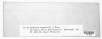 Ramularia decipiens image